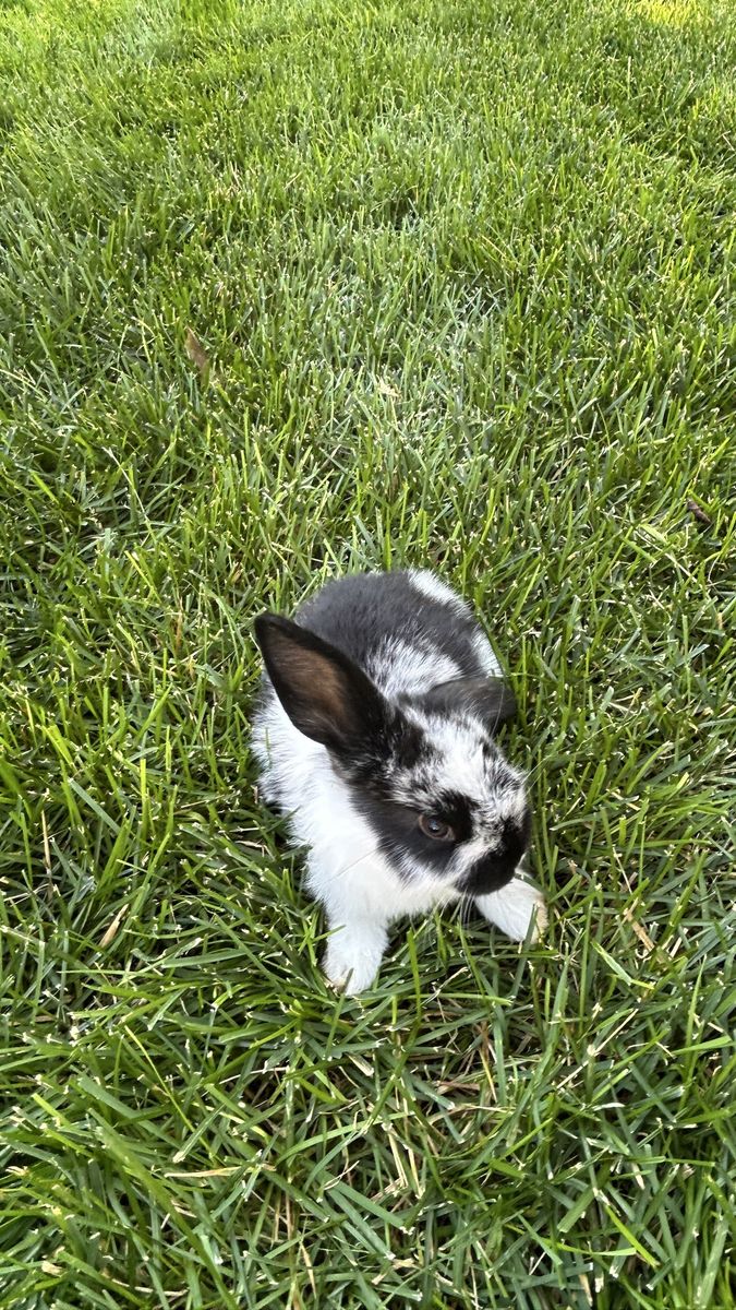 Adorable Black and White Spotted Baby Bunny