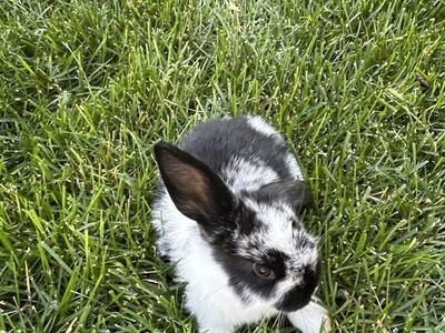 Adorable Black and White Spotted Baby Bunny