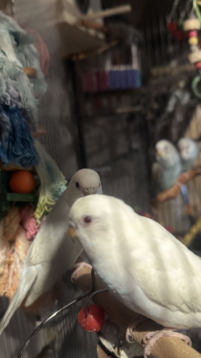 Pair of Healthy baby Budgies/Parakeets - Ready for New Home! Ready description please