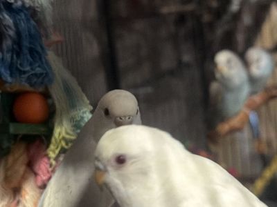 Pair of Healthy baby Budgies/Parakeets - Ready for New Home! Ready description please