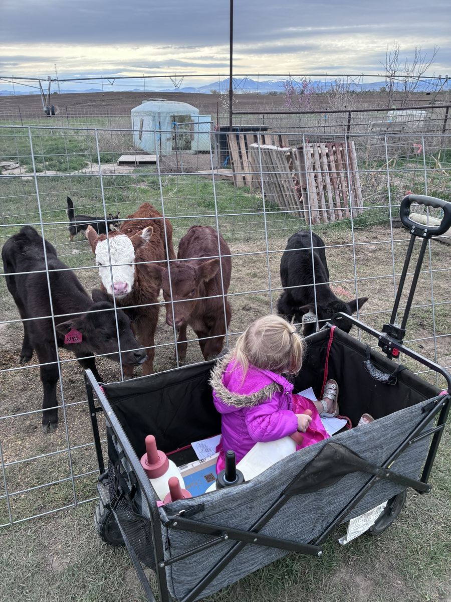 Beef Bottle Calves - $1500