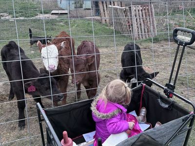Beef Bottle Calves - $1500