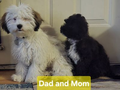 Malshipoo Puppies for Sale