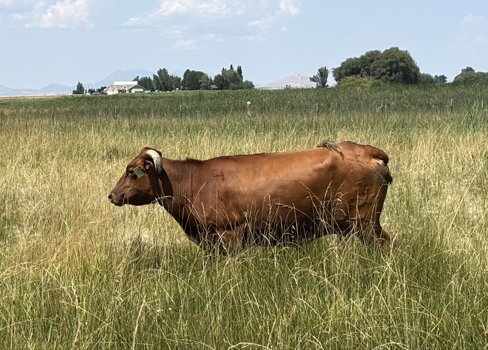 Corriente Cow