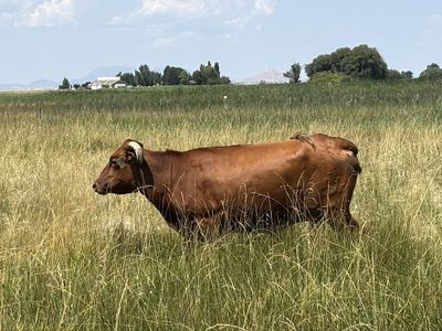 Corriente Cow