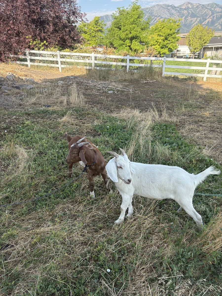 Wether Goats