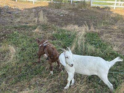 Wether Goats