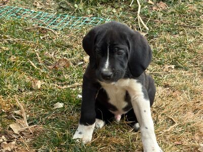 Dewfies Ready 2 Left (newfoundland X Great Dane)