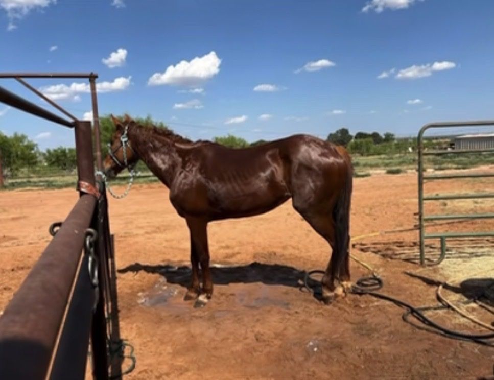 Broke Red Sorrel Mare