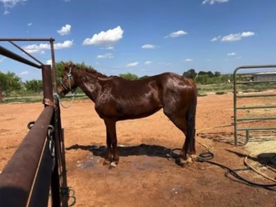 Broke Red Sorrel Mare