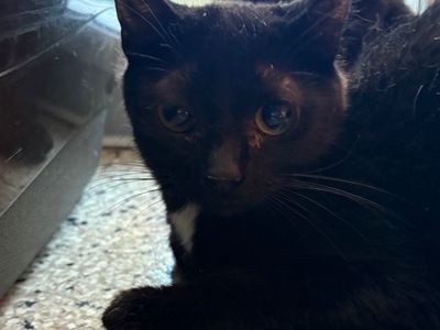 Hello my name is Itsy