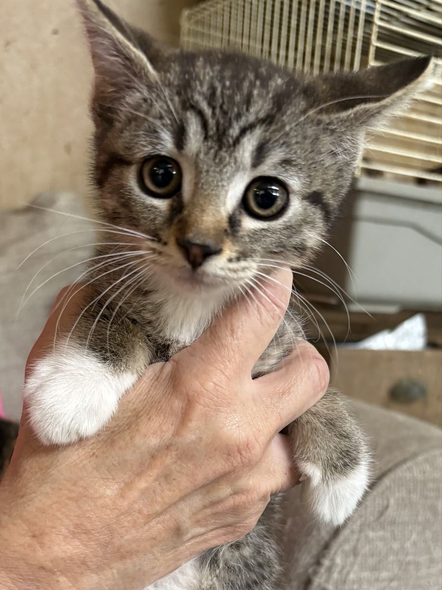Sweetest Tabby Girl Kitten