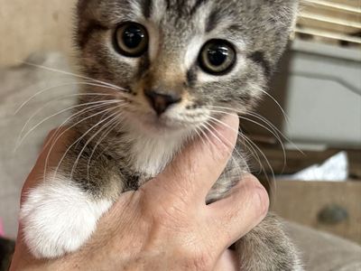 Sweetest Tabby Girl Kitten