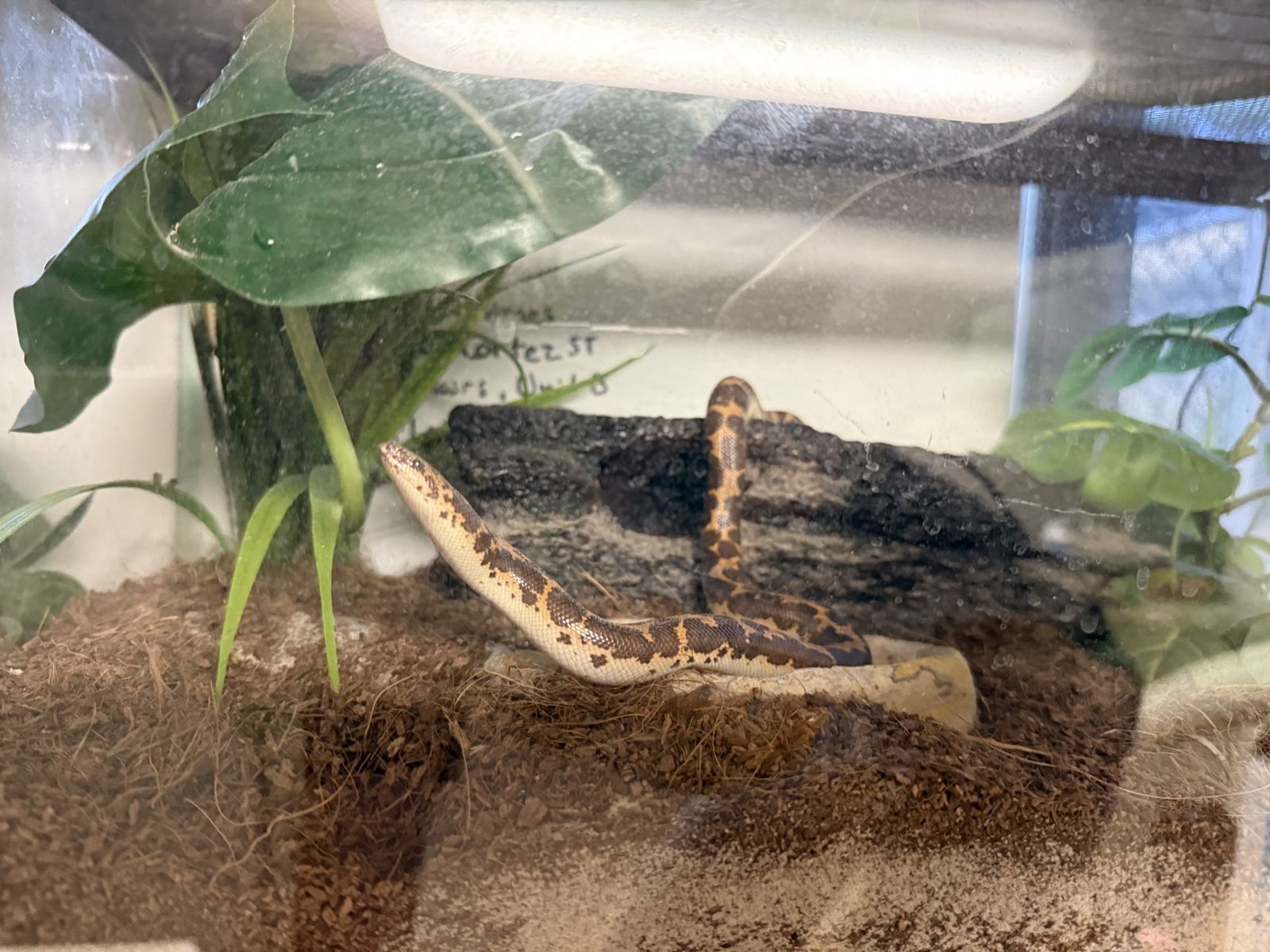 Kenyan Sand Boa with Glass Terrarium Enclosure & Setup