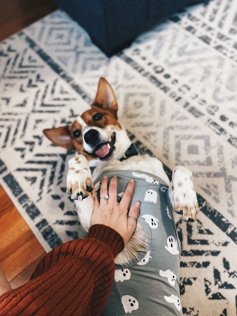 5 Year old Female Heeler