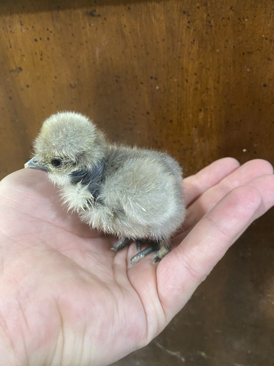 Silkie/Showgirl Silkie Hatching Eggs