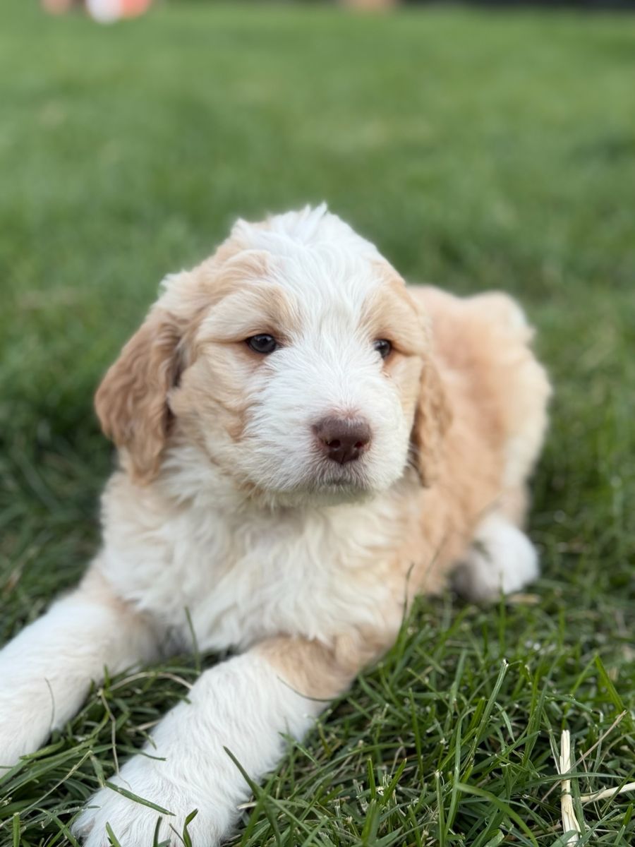 Bernedoodle Puppies - Ready Soon