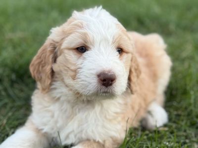 Bernedoodle Puppies - Ready Soon