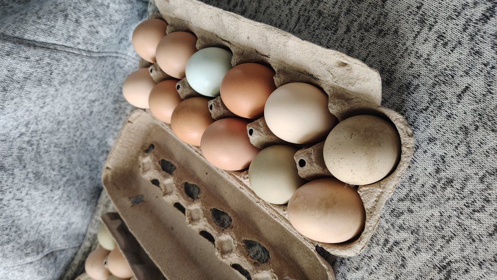 Farm Fresh Eggs – $6/dozen