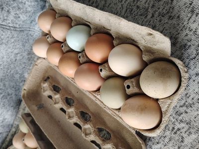 Farm Fresh Eggs – $5/dozen