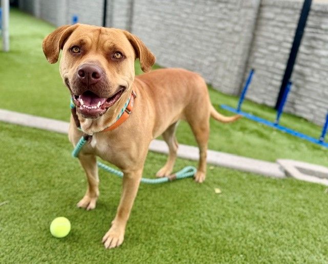 A161097 Hazel May is Available for Adoption!