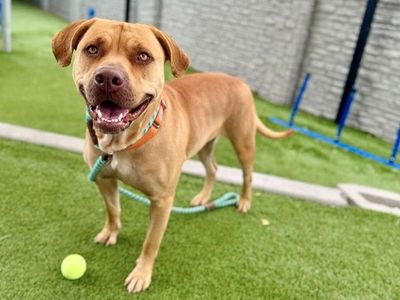A161097 Hazel May is Available for Adoption!