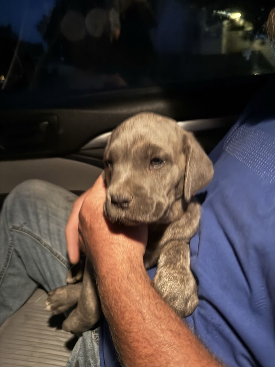 8 week old female Cana Corso (Female)