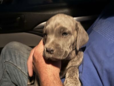 8 week old female Cana Corso (Female)