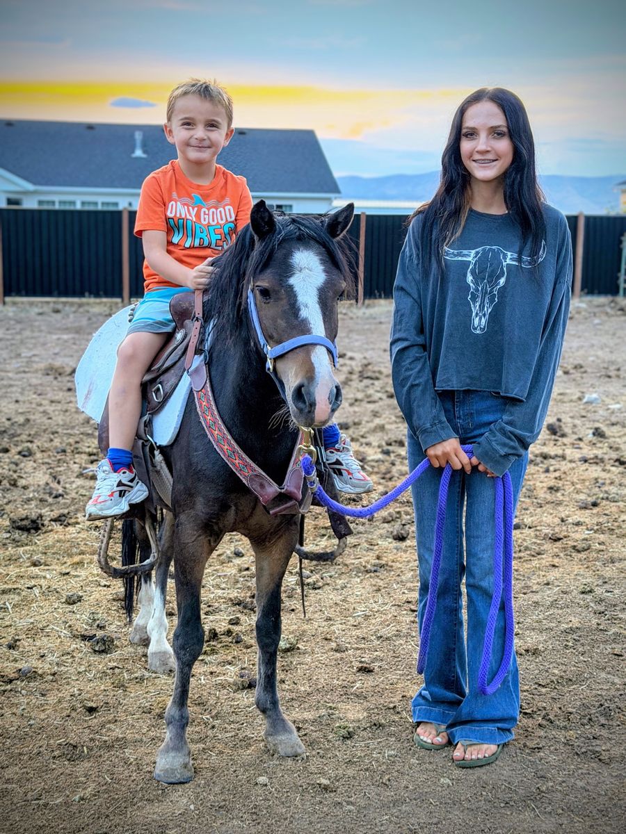 Tiny pony gelding