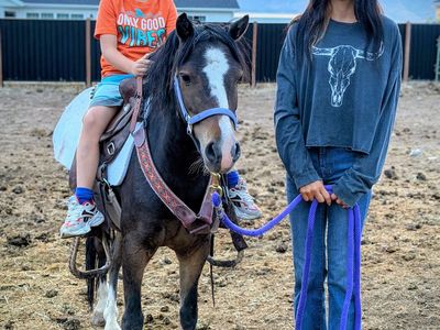 Tiny pony gelding