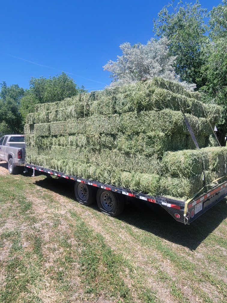 PREMIUM horse hay / Delivery services