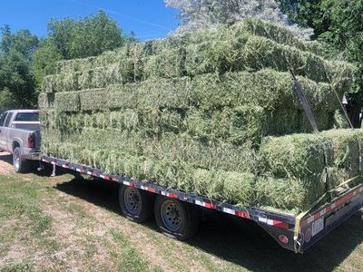 PREMIUM horse hay / Delivery services