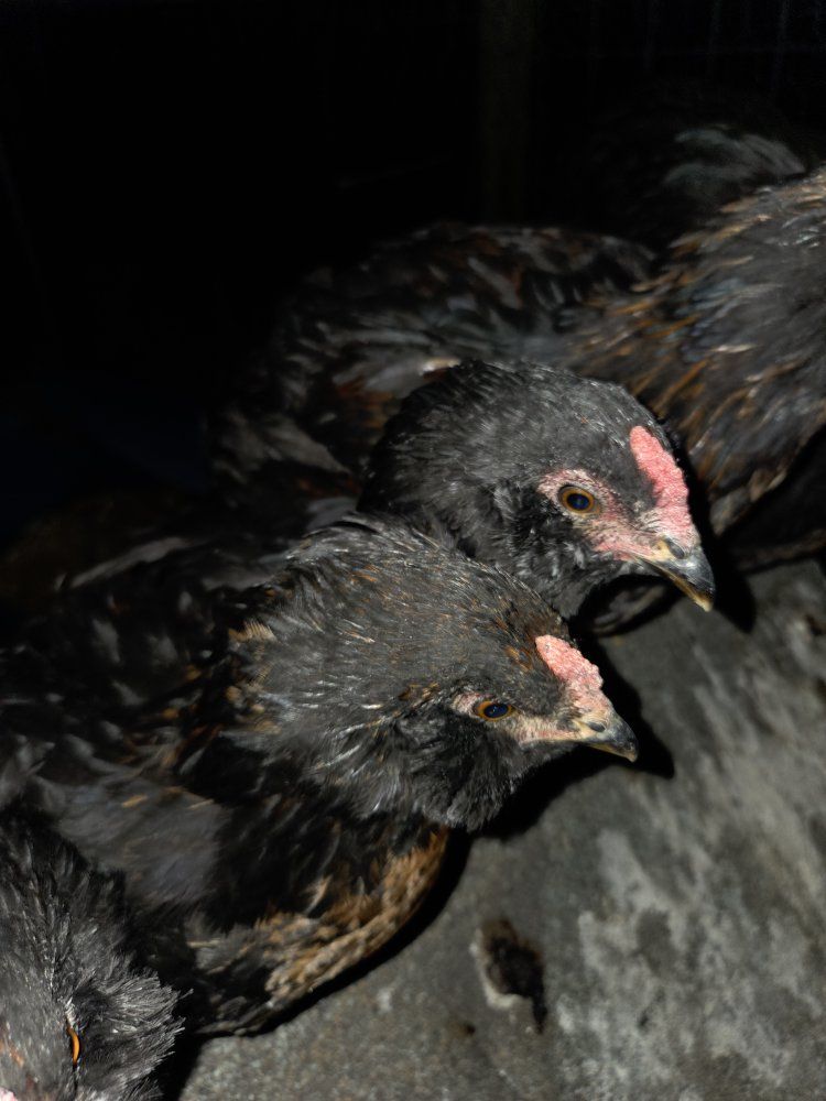 $3 per cockerel