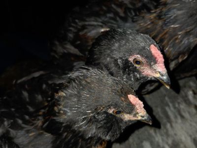 $3 per cockerel