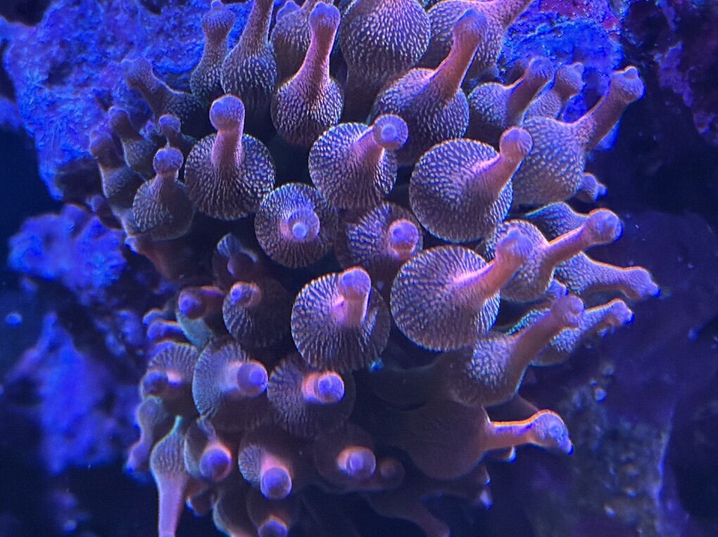 Rainbow bubble tip Anenome
