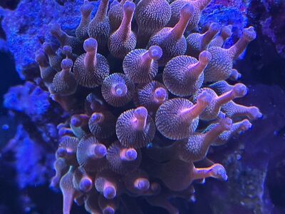 Rainbow bubble tip Anenome