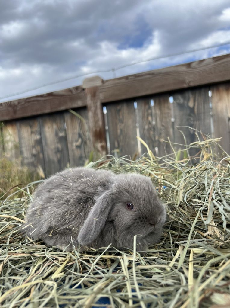 Lilac Holland Lop Buck