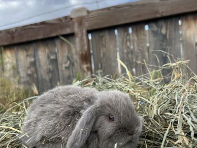 Lilac Holland Lop Buck