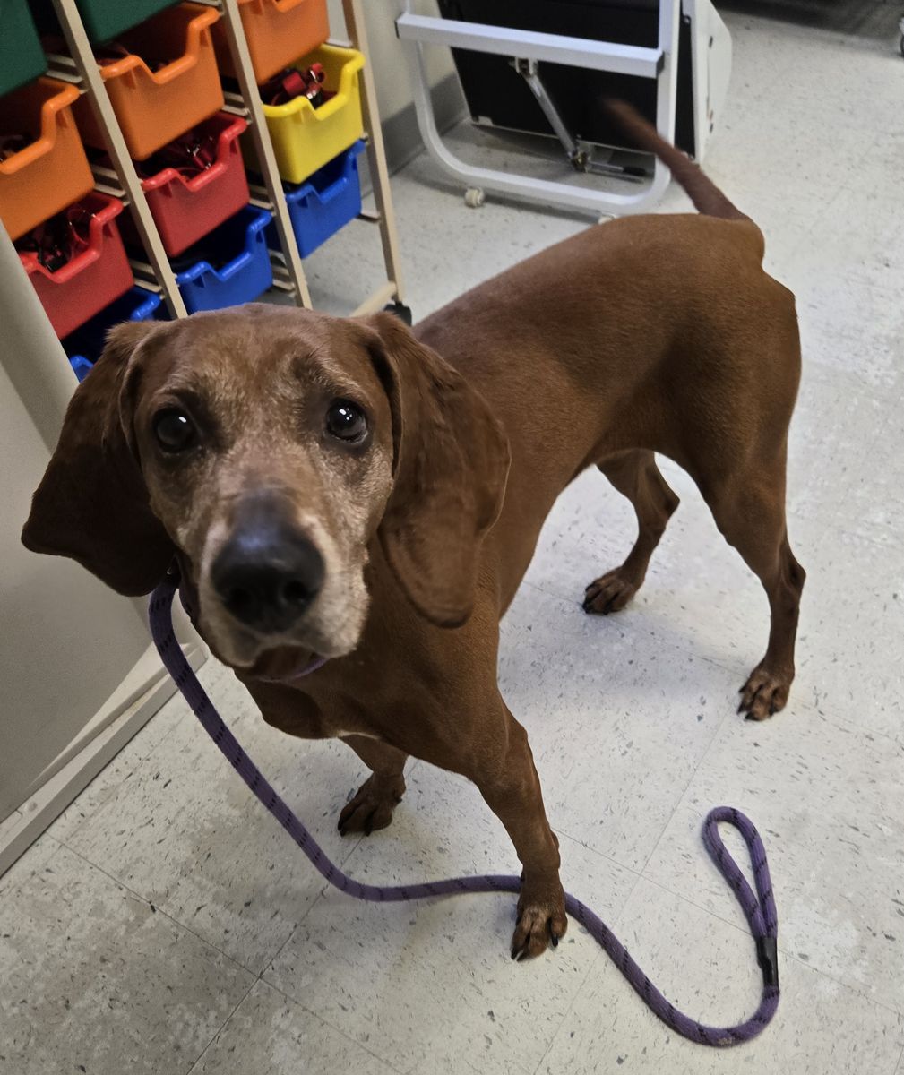 A100427 Eden is Available for Adoption!