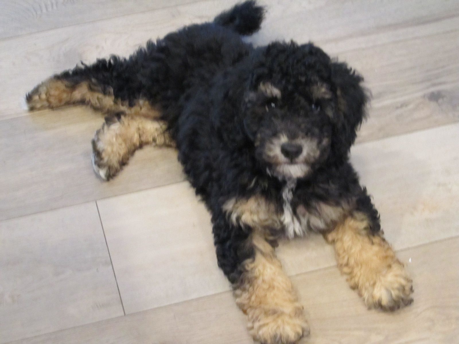 Mini F1bb Male Goldendoodle CKC Registered