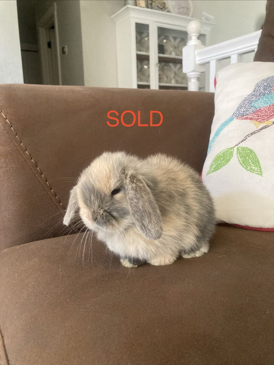 Adorable Purebred Holland Lops