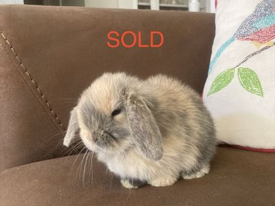 Adorable Purebred Holland Lops