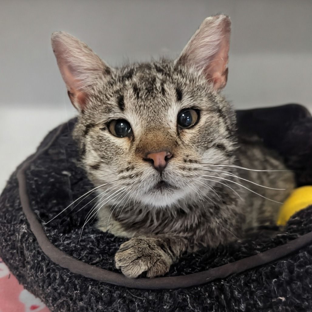 Hello my name is Sargent Tibbs