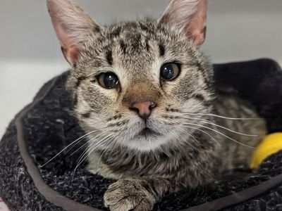 Hello my name is Sargent Tibbs