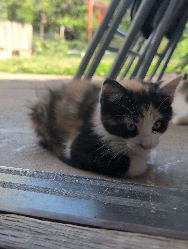 kittens
