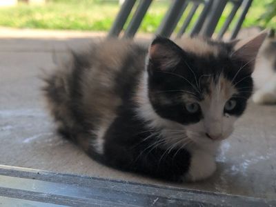 kittens
