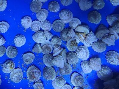 Astrea Snails/Cleanup crew