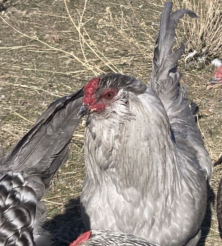 Lavender Ameraucana Rooster - Bred To Standard