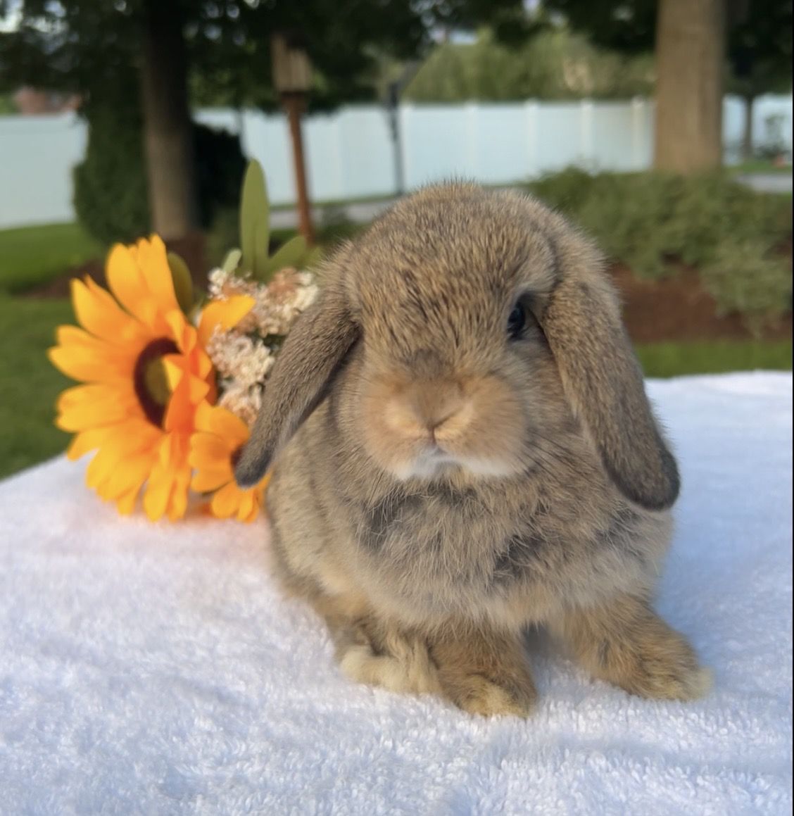 Beautiful Holland Lop baby ready now!