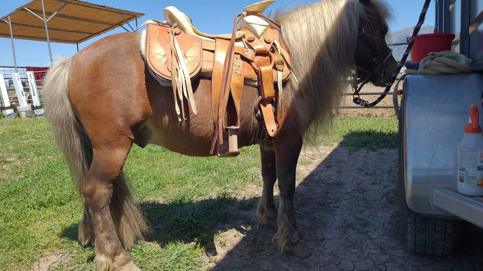 Minature Pony for Stud (Not For Sale)
